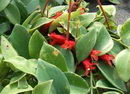Aeschynanthus Lobbianus